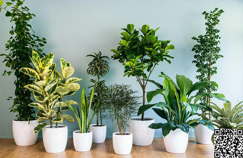 Cây phong thủy cho người mệnh hỏa